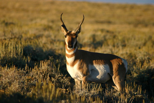 Stock Photo Antelope Wyoming